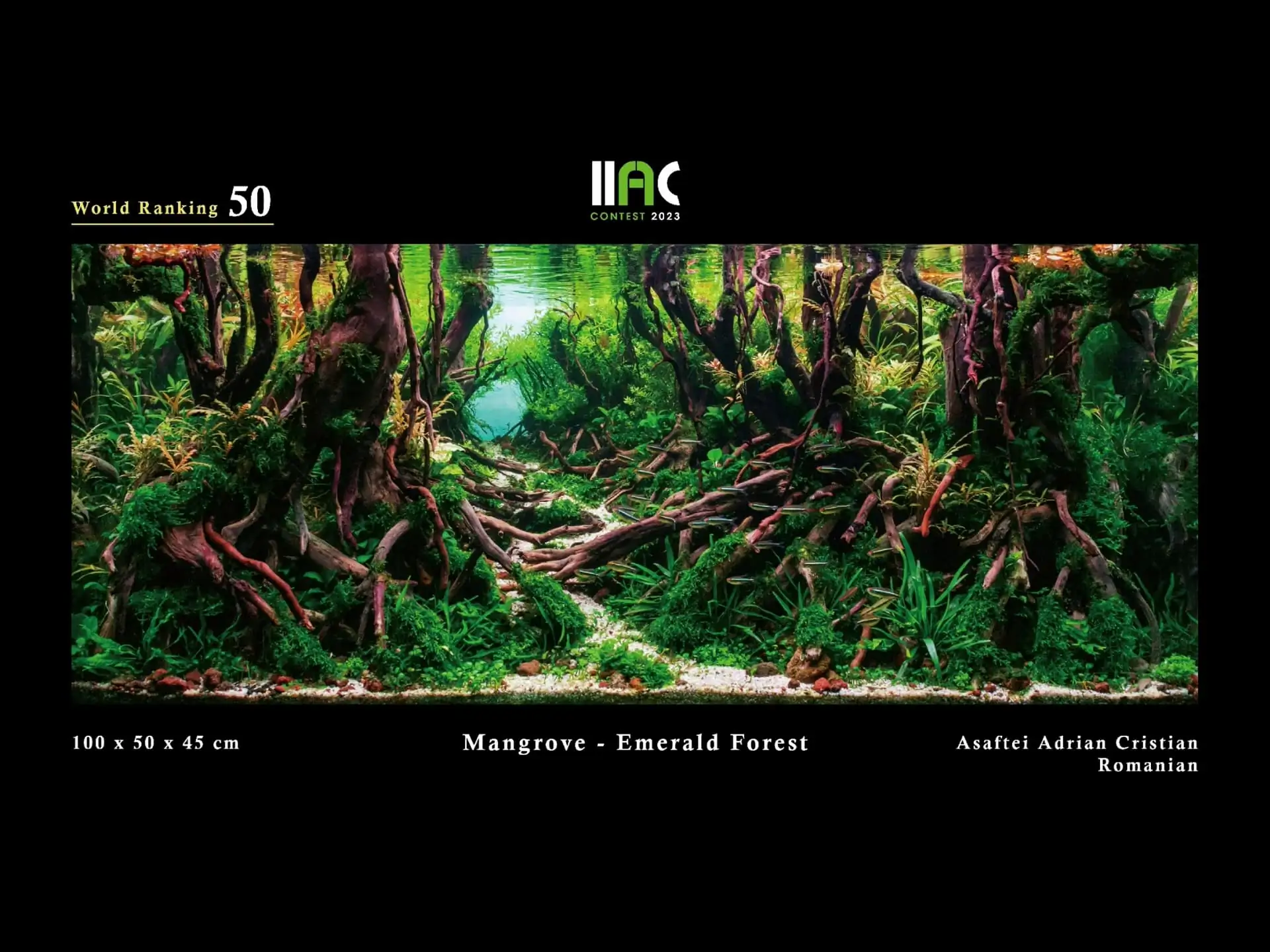 Mangrove - Emerald Forest - IIAC 2023 #50 Asaftei Adrian Cristian / Romania